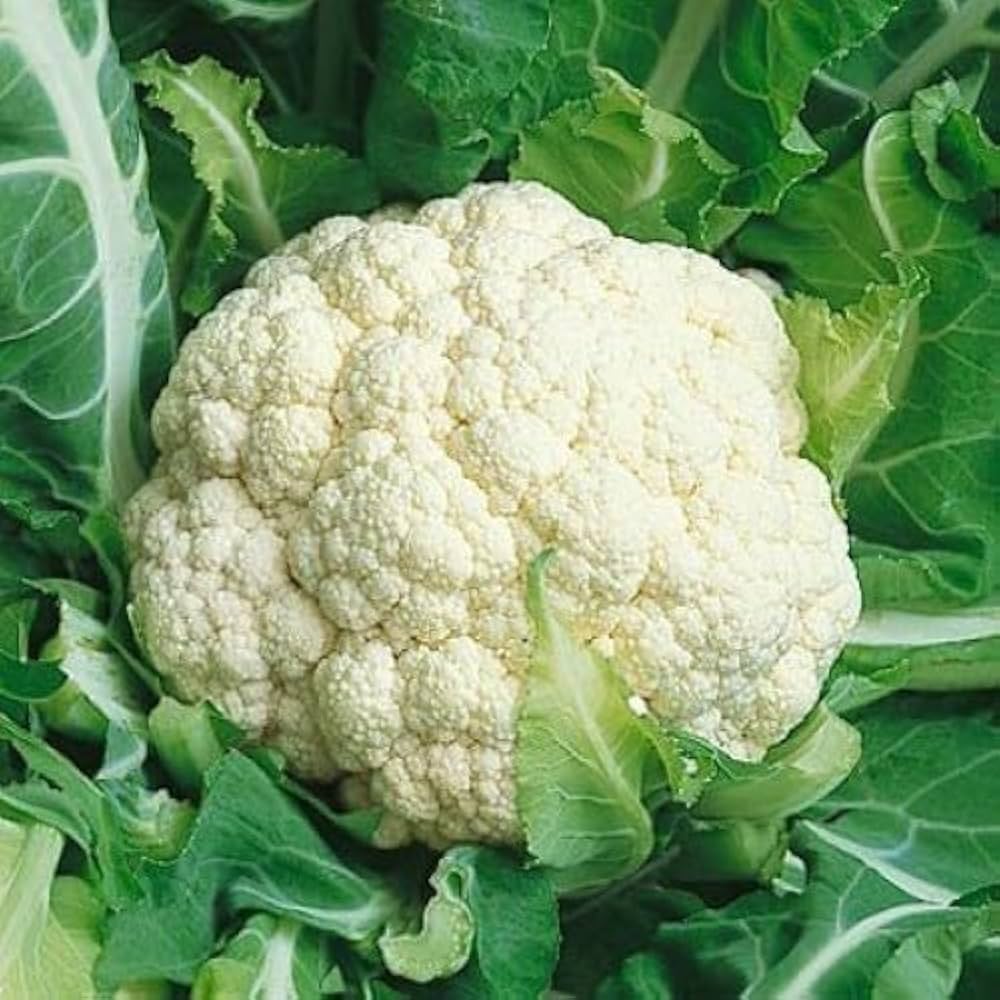 Cauiliflower Andes F1 Seeds for Robust and Flavorful Cauliflower in Your Garden