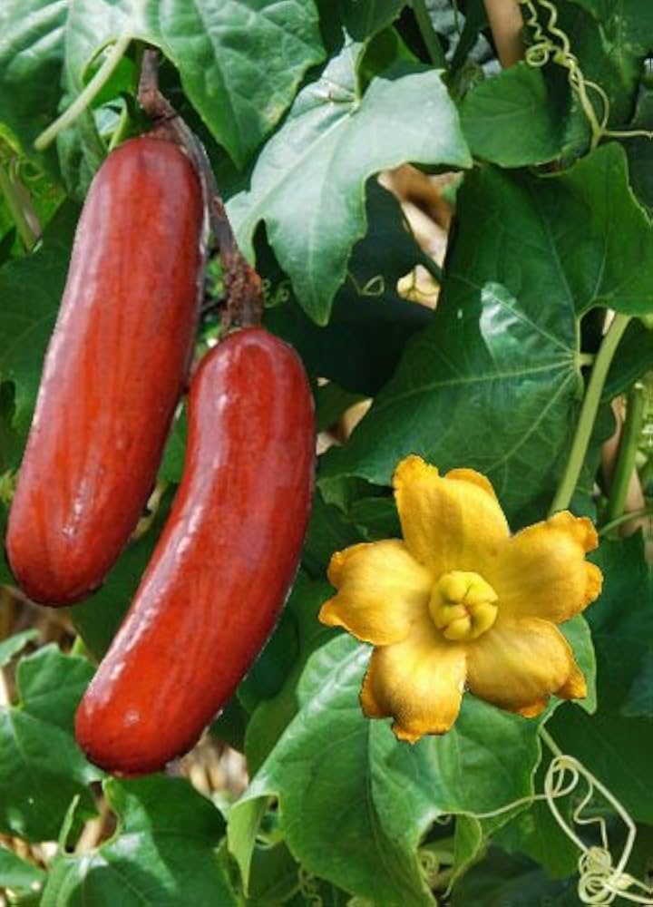 Cassabanana Vegetable Seeds for Gardening