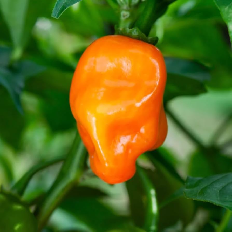 Trinidad Moruga Orange Seeds for Planting