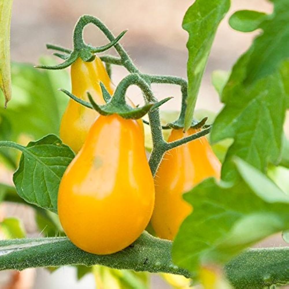 Bio Yellow Pear Tomato Seeds for Planting vegetable patch