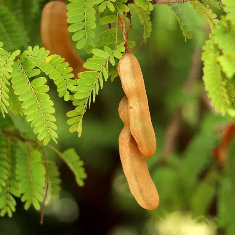 Tamarindo Seeds for Planting - Start Your Tamarind Tree Today