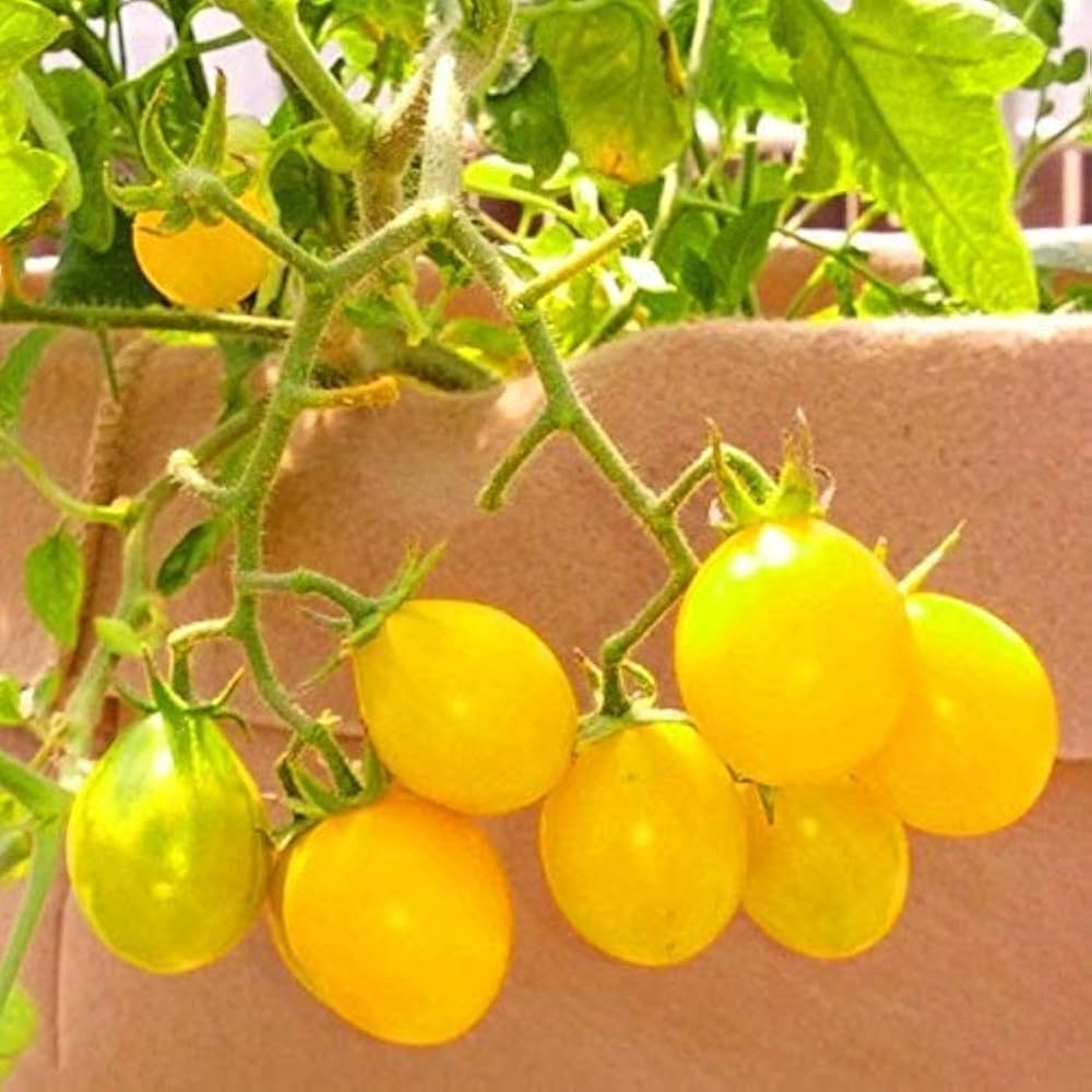 Heirloom Tomato Seeds Solanum lycopersicum for Planting in Vegetable Patch and Balcony Garden