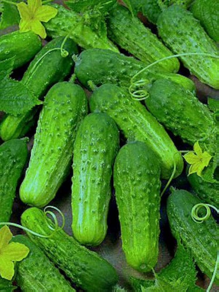 Cucumber Gherkin Seeds for Easy Planting