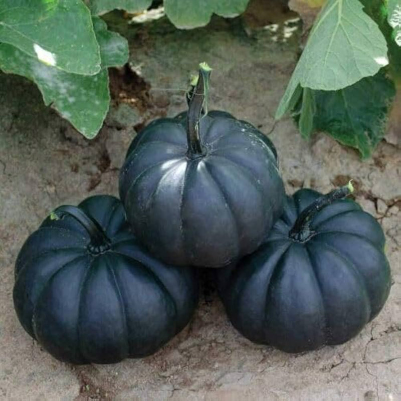 Black Pumpkin Seeds for Planting: Grow Your Own Vegetable Harvest