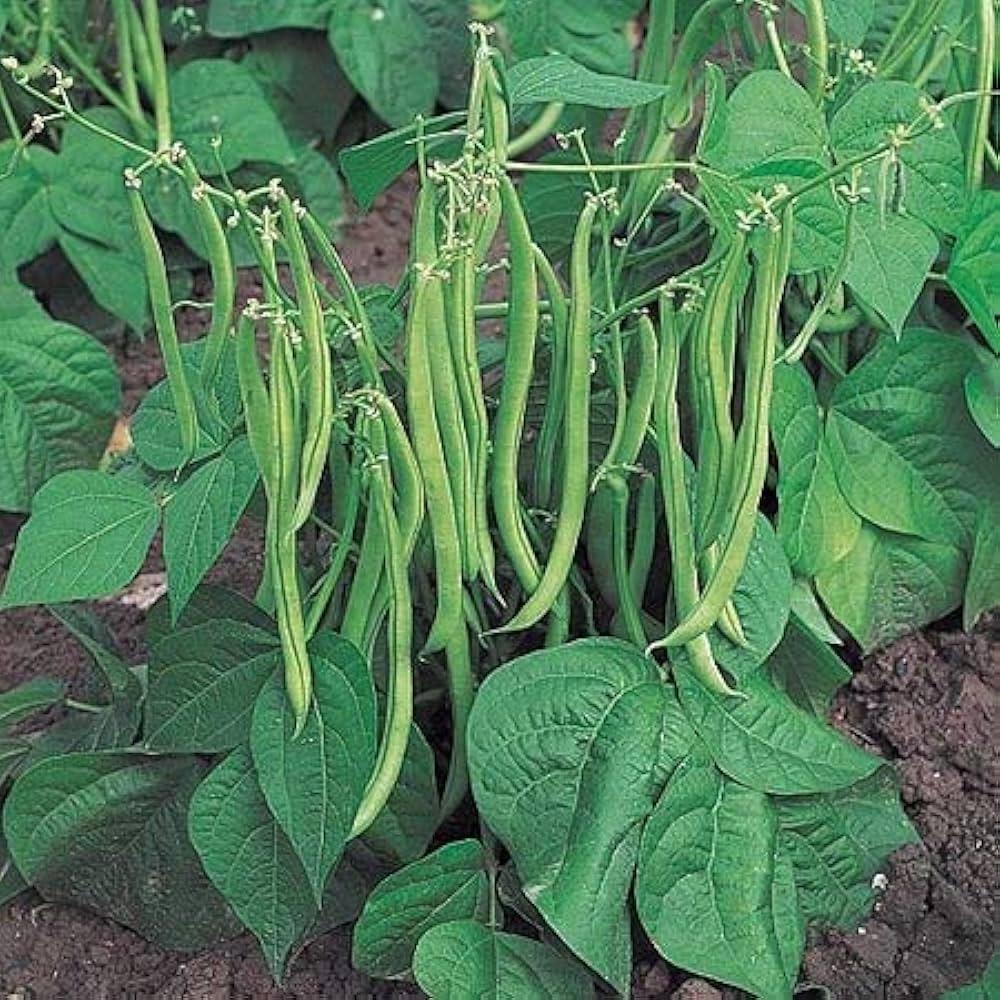 Pole Bean Garden Seeds  Ideal for Vertical Planting in Warm Seasons