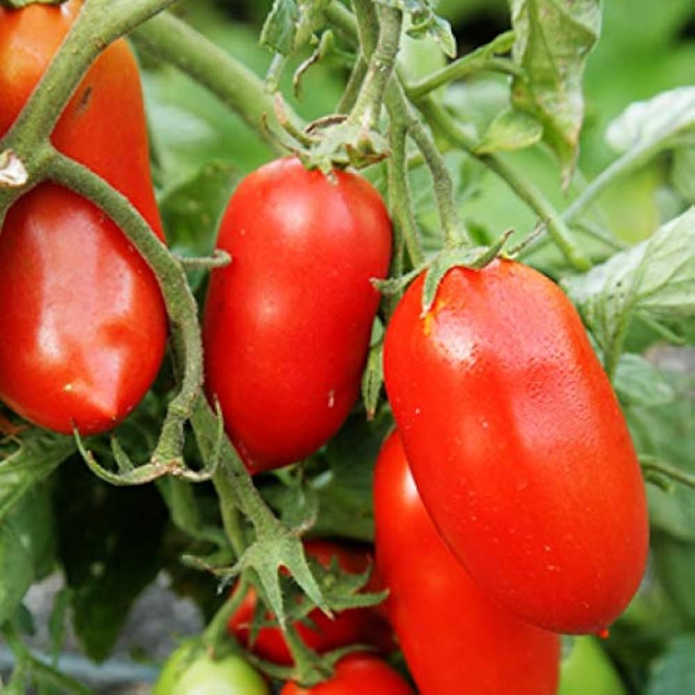 Banana Tomato Solanum lycopersicum Seeds for Planting in Vegetable Patch and Home Garden