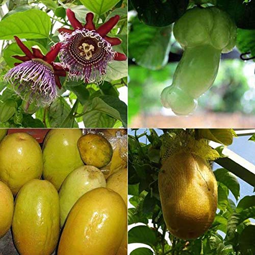 Giant Granadilla (Passiflora Quadrangularis) Red Passion Flower Vine Seeds - Yellow Fruit