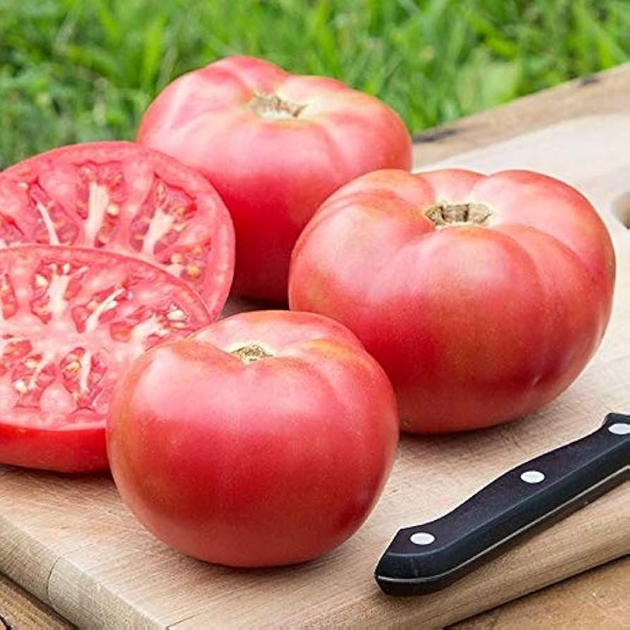 New Big Dwarf Tomato Seeds Solanum lycopersicum for Planting in Small Garden and Urban Beds
