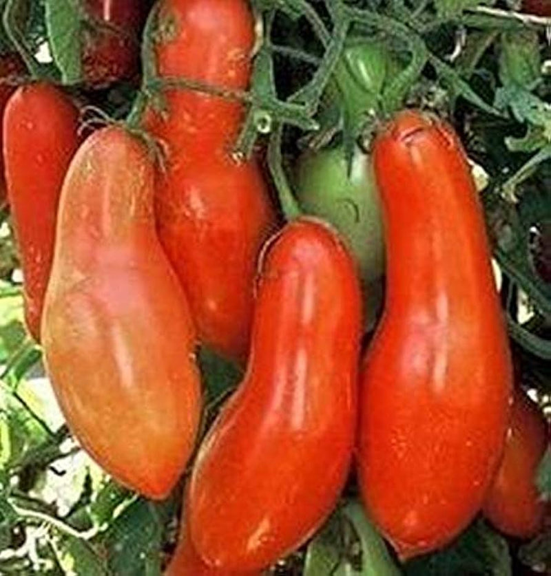 Linguisa Tomato Seeds for Planting - Heirloom Vegetable Variety