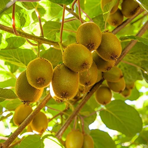 Kiwi Vine Seeds for Planting Actinidia deliciosa for trellises and home gardens