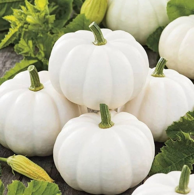White Pumpkin Vegetable Seeds for Easy Planting