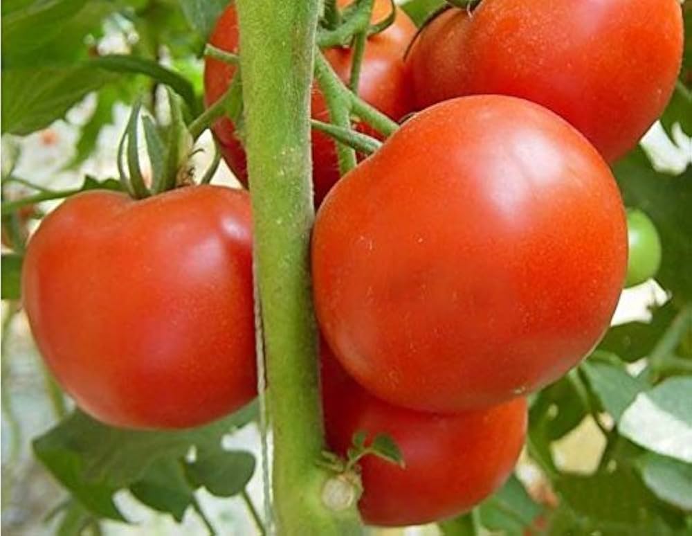 Red Vegetable Tomato Seeds for Planting
