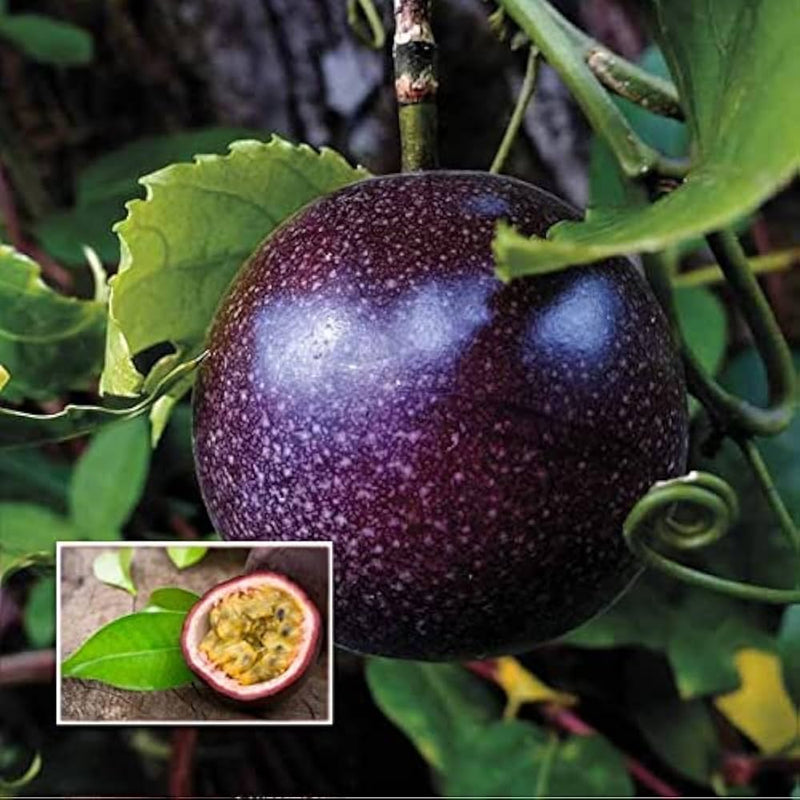 Plant Dark Purple Passion Fruit Seeds  Premium Seeds for Gardening