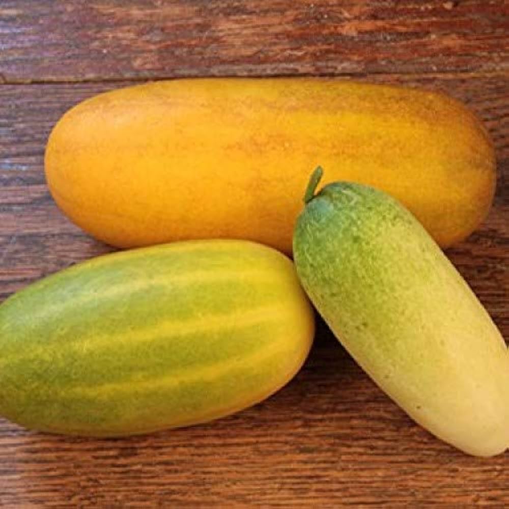 Thick Yellow Cucumber Seeds for Planting