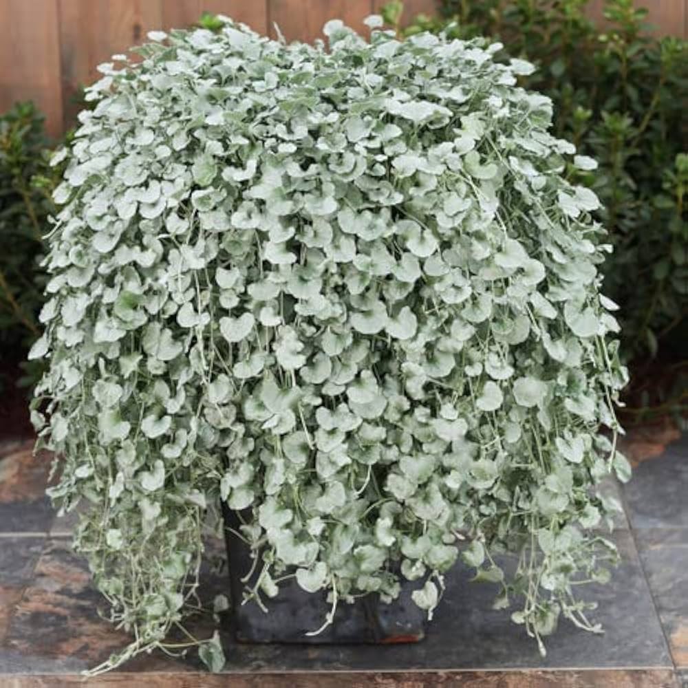 Silver Dichondra Flower seeds for Planting - Fragrant Blossoms, Heirloom & GMO Free Seeds for Home Garden