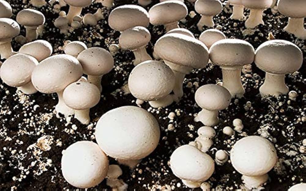 Mycelium Spawn Vegetable Seeds for Easy Planting