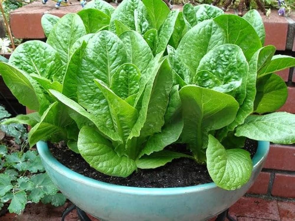 Lamb's Lettuce Vegetable Seeds  Planting Made Simple