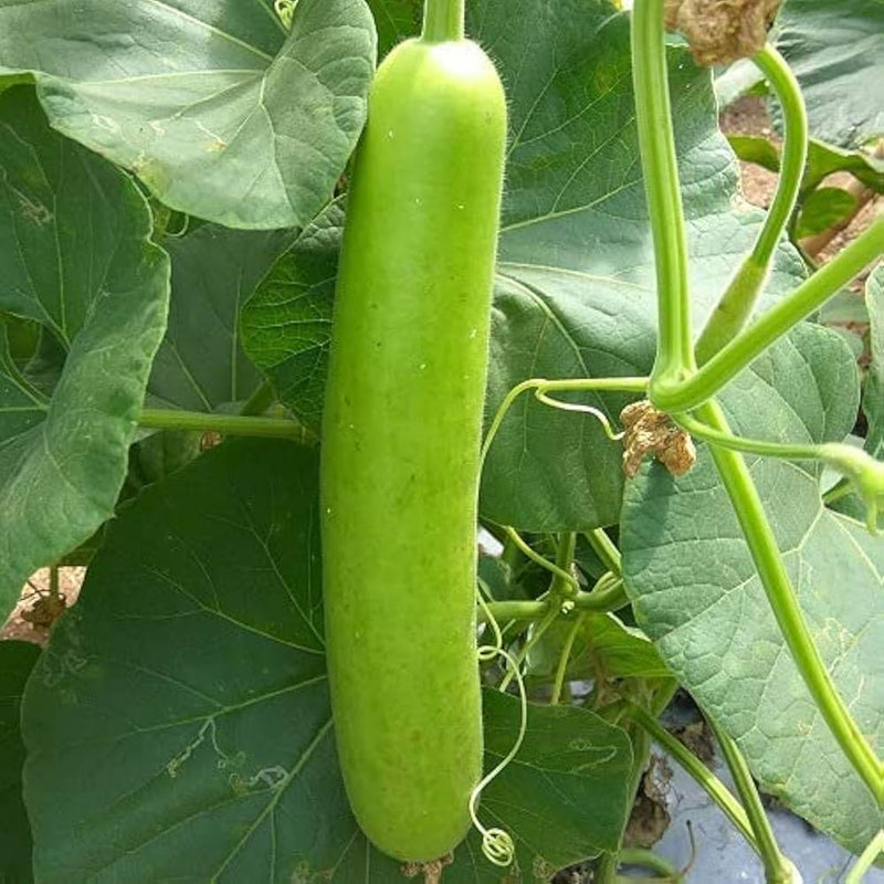 Green Bottle Gourd Vegetable Seeds for Easy Planting