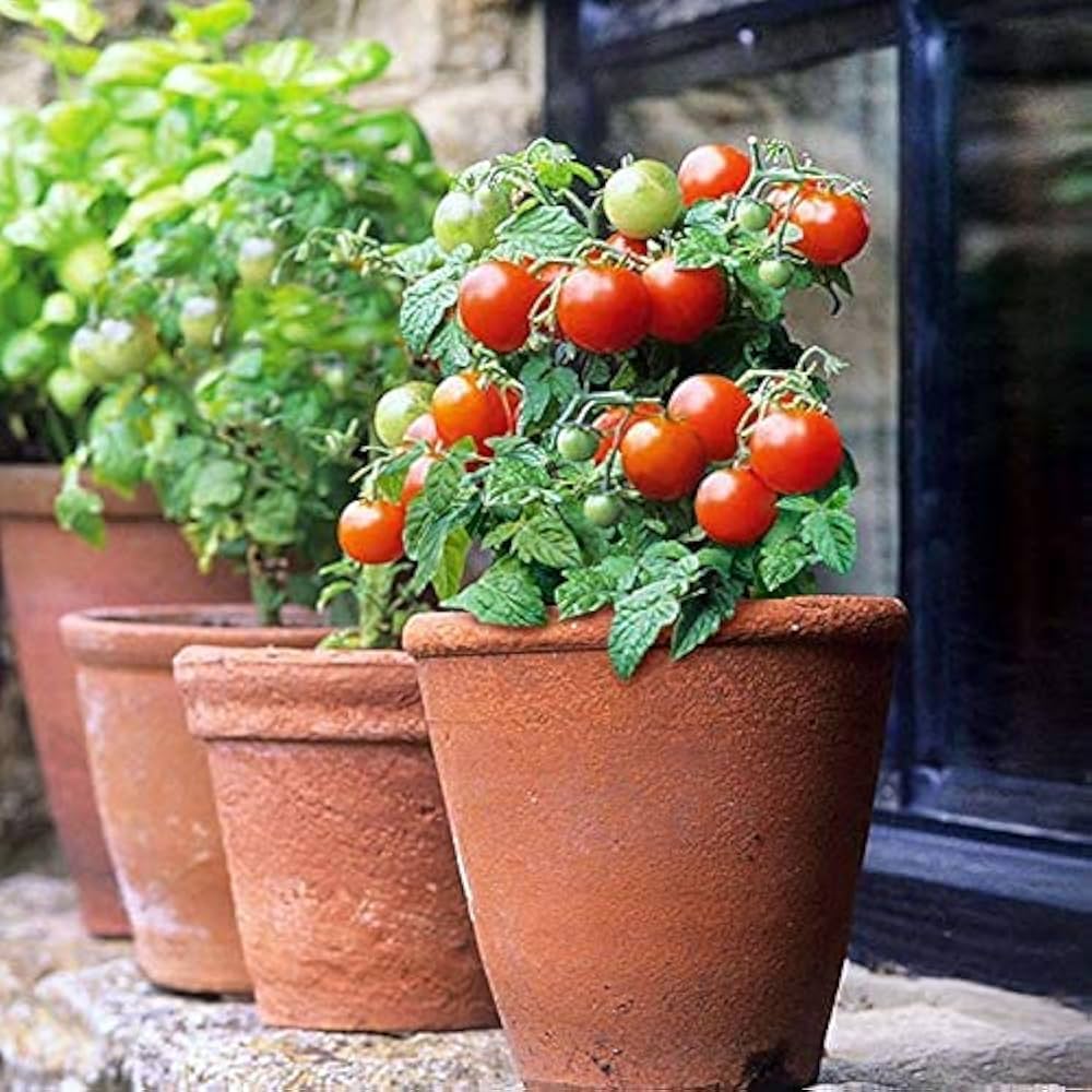Red Bonsai Tomato Planting Seeds for Home Gardens
