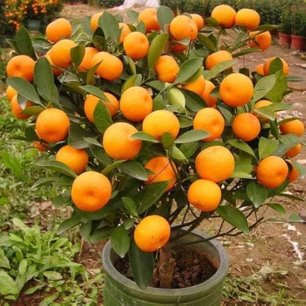 Orange Fruits Seeds - Perfect for Planting and Growing