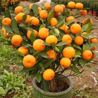 Orange Fruits Seeds - Perfect for Planting and Growing