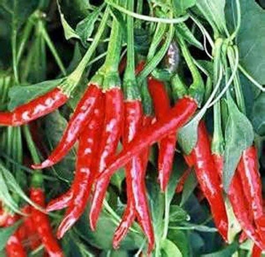 Salkim Biber Chile Pepper Planting Seeds