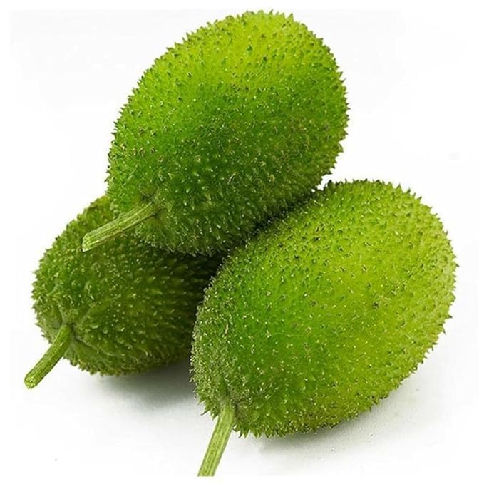 Green Wooly Bear Gourd Vegetable Planting Seeds
