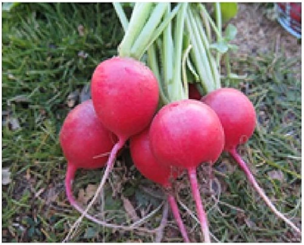 Red Turnip Seeds for Your Vegetable Garden