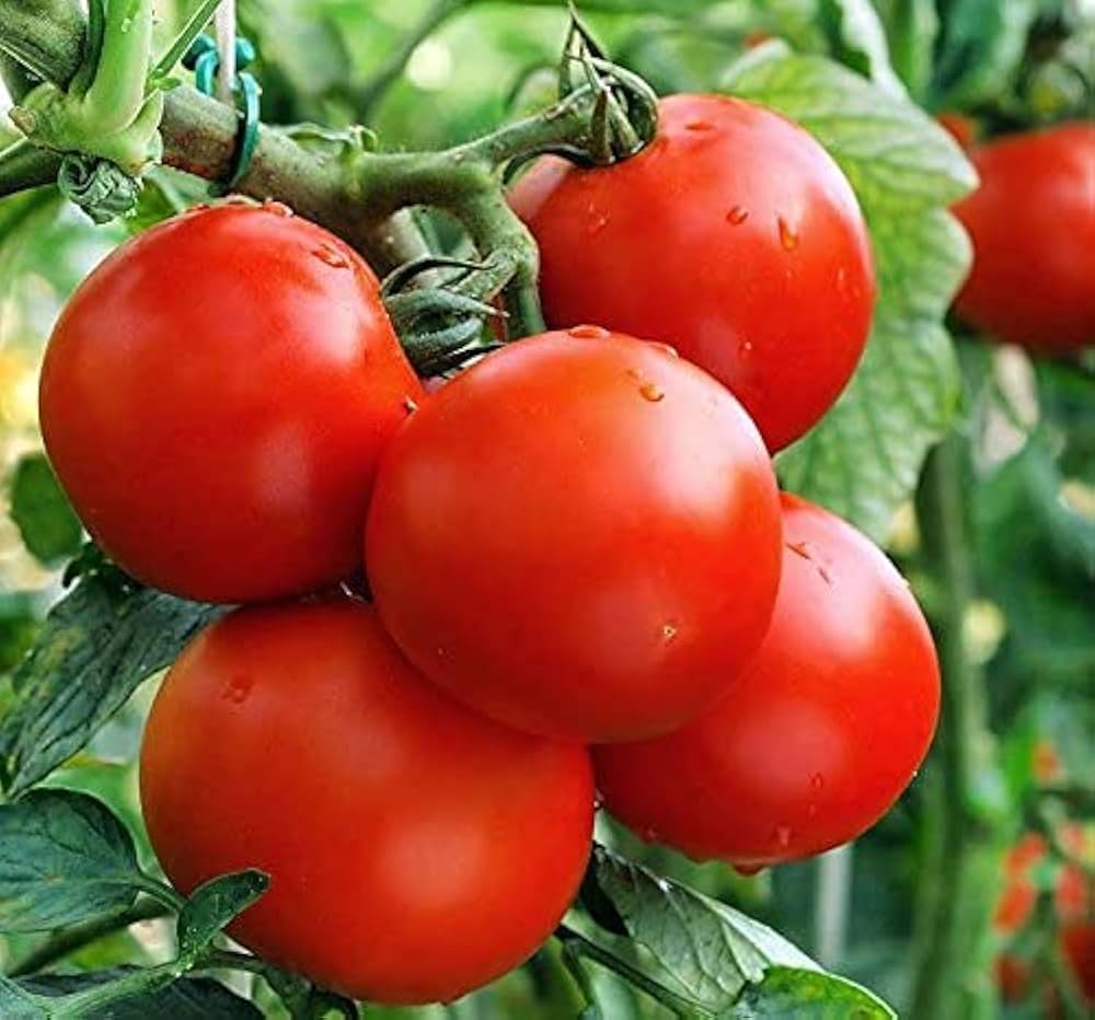 Kelloggs Tomato Seeds for Planting Solanum lycopersicum for vegetable patches and home gardens