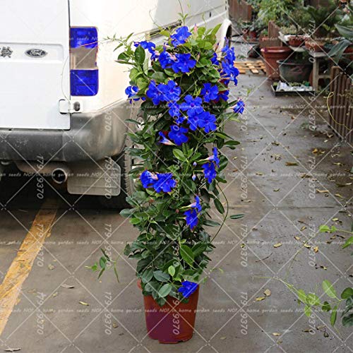 Blue Climbing Vine Seeds - Mandevilla Sanderi For Planting Flower