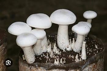 White Mushroom Vegetable Seeds for Easy Planting
