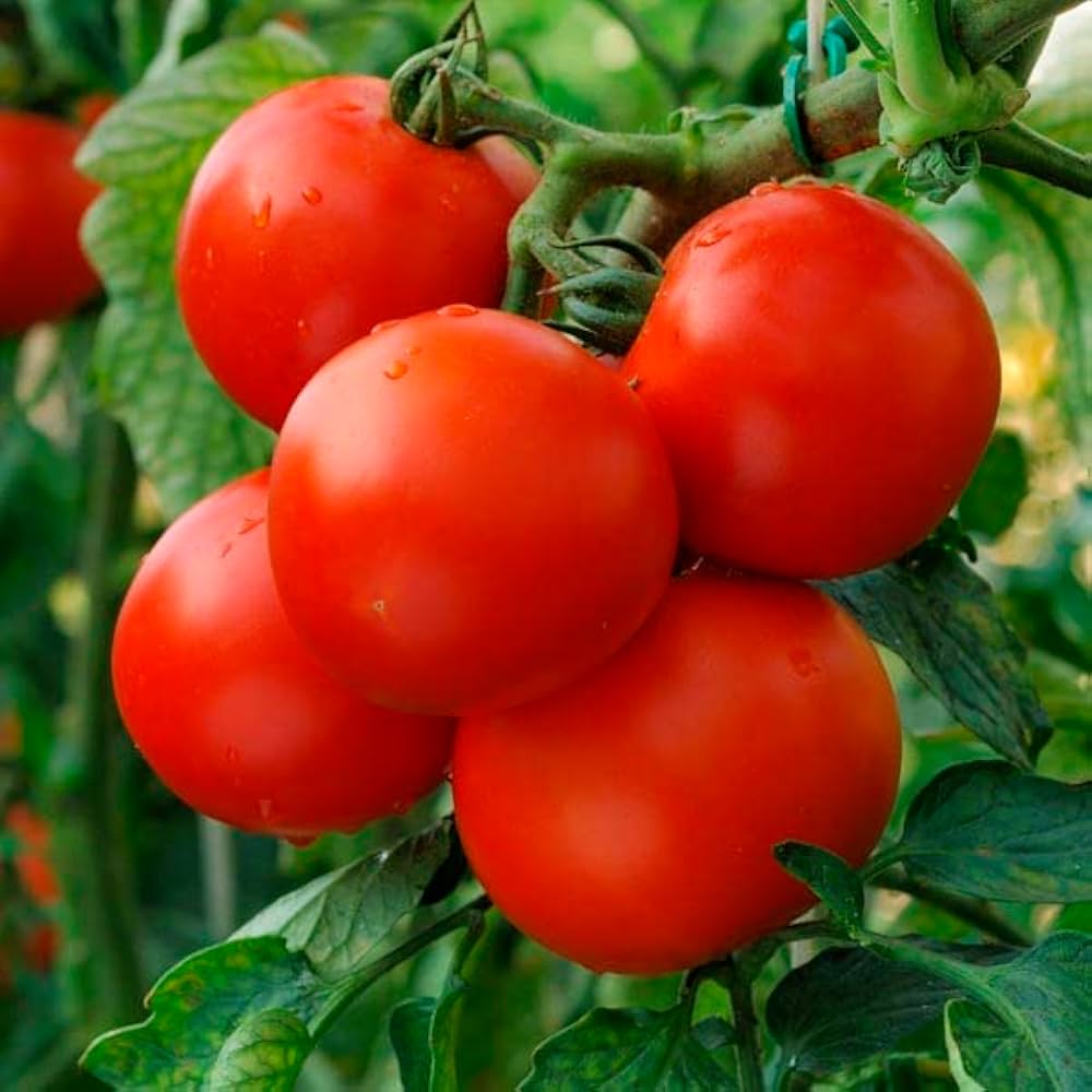 Tomato Vegetable Seeds Solanum lycopersicum for Planting in Vegetable Patch