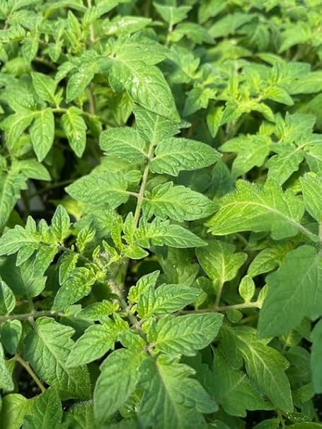 Creole Tomato Solanum lycopersicum Seeds for Planting in Vegetable Patch & Home Garden