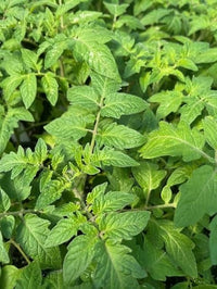 Creole Tomato Solanum lycopersicum Seeds for Planting in Vegetable Patch & Home Garden
