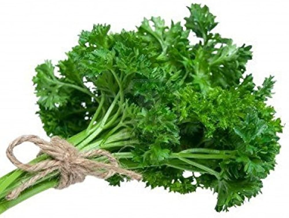 Green Parsley Seeds - Petroselinum Crispum for Planting