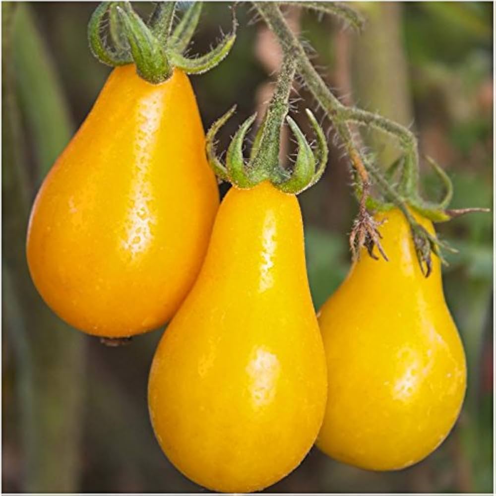 Bio Yellow Pear Tomato Seeds for Planting vegetable patch