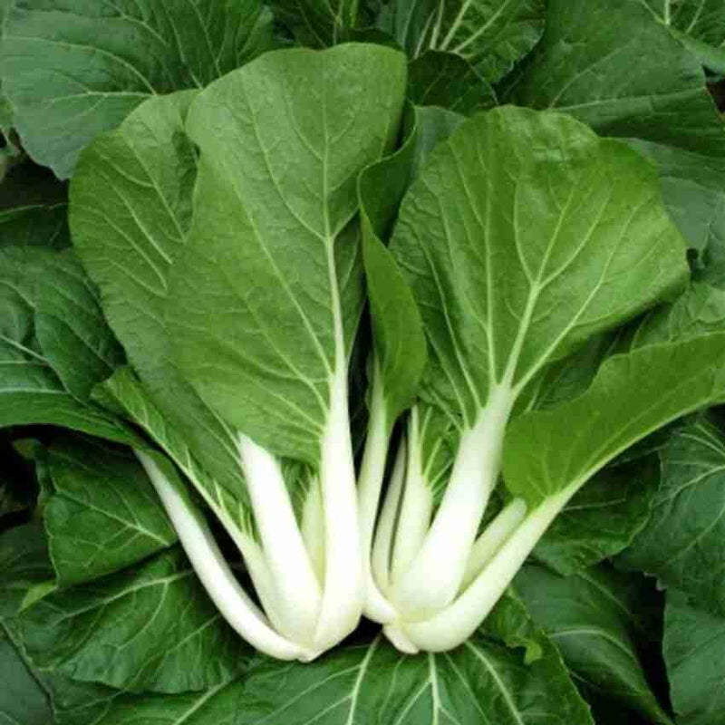 Blizzard Green White Choi Vegetable Seeds for Planting