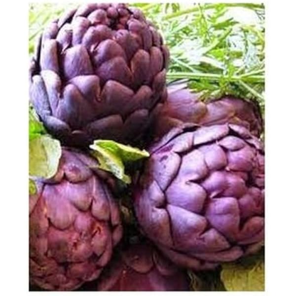 Purple Artichoke Vegetable Seeds for Planting
