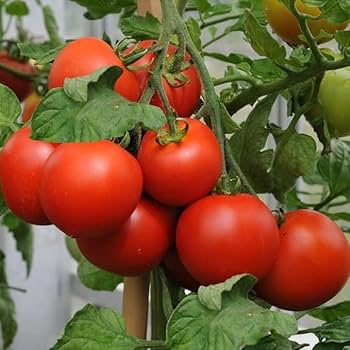 Phoenix Hybrid Tomato Seeds, Planting
