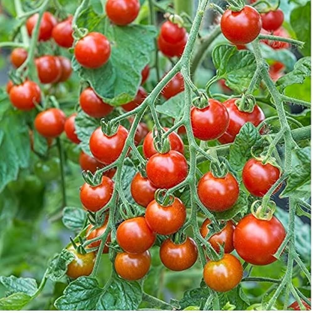 Solanum Trilobatum Cherry Vegetable Seeds for Planting in Vegetable Patch