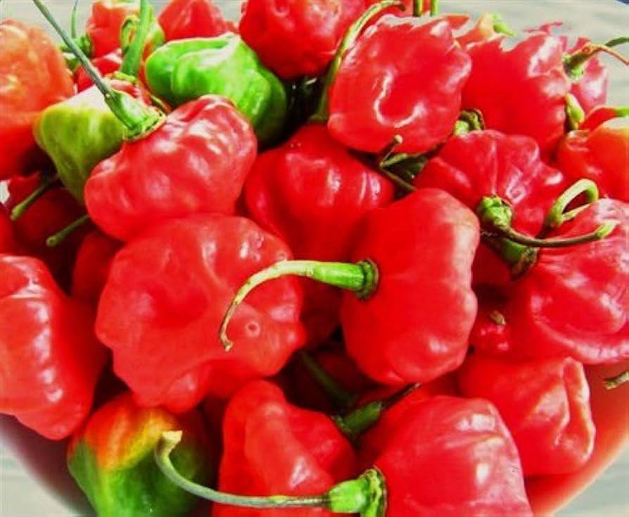 Aji Cubano Dulce Cachucha Pepper Seeds for Planting
