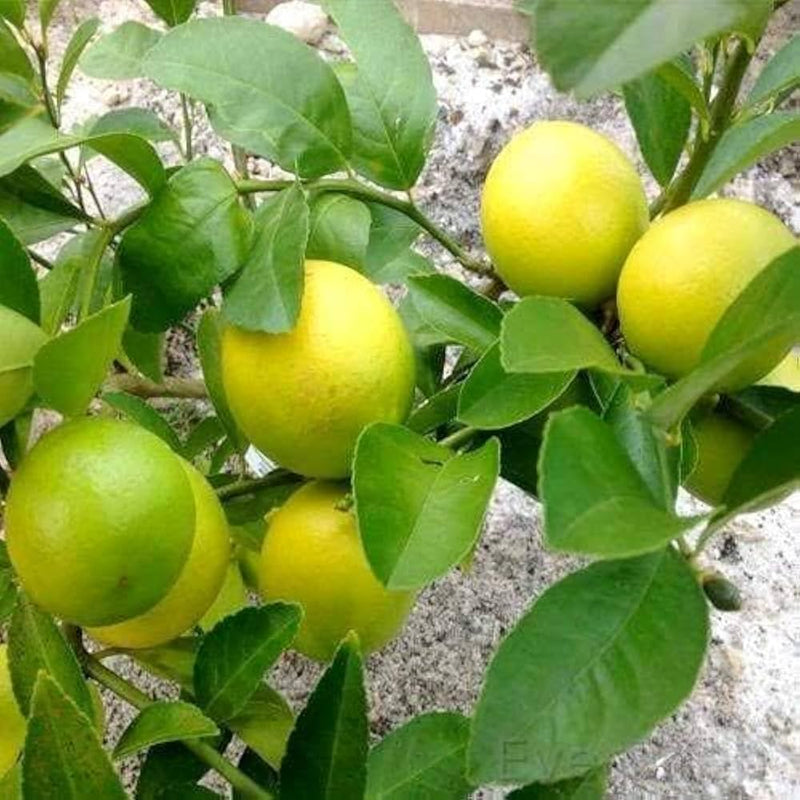 Lemon Seeds for Planting - Yellow Fruit Variety