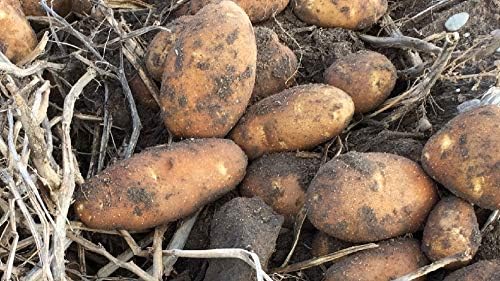 Potato Solanum tuberosum Vegetable Seeds for Planting in Vegetable Patch