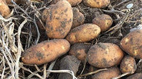 Potato Solanum tuberosum Vegetable Seeds for Planting in Vegetable Patch