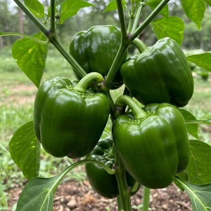 Pepper Vegetable Seeds for Planting