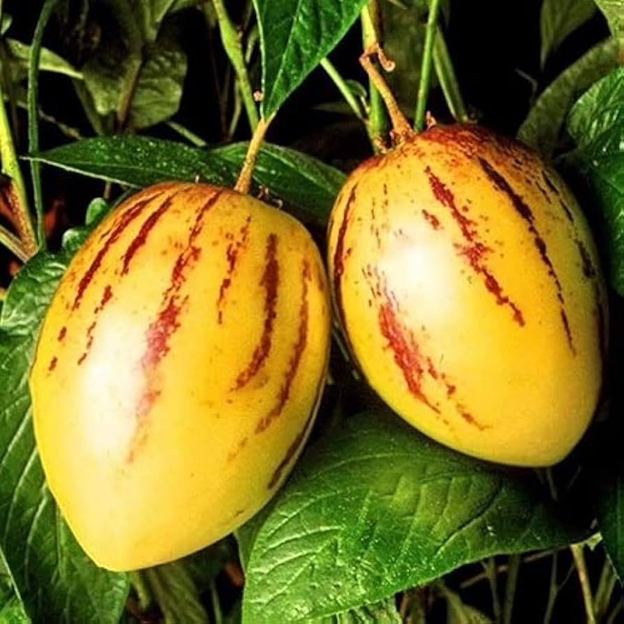 Pepino Solanum Muricatum Seeds  Ideal for Planting in Gardens & Containers
