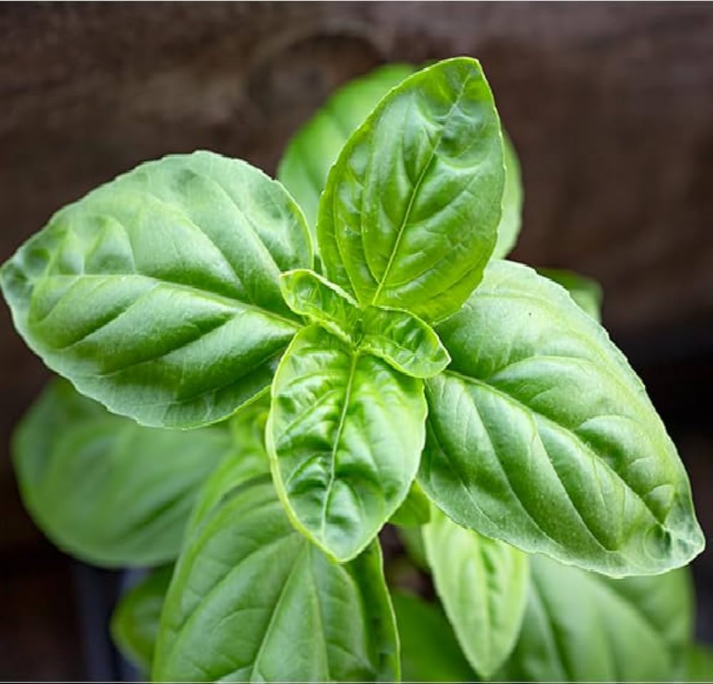 Basil Vegetable Seeds For Planting Seeds