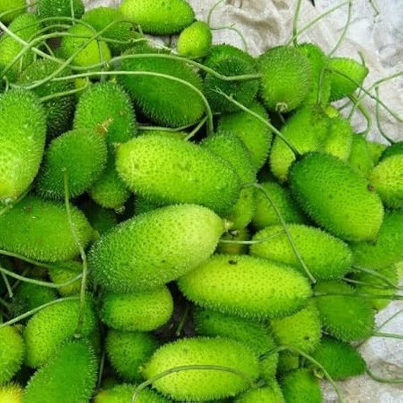 Green Wooly Bear Gourd Vegetable Planting Seeds