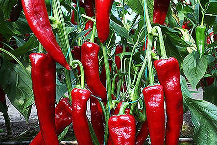 Salkim Biber Chile Pepper Planting Seeds
