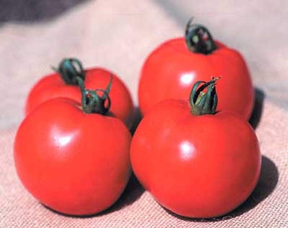 Better Bush VFN Tomato Seeds Solanum lycopersicum for Planting in Urban Garden and Container Beds